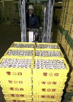 Snow Brand's Nagoya factory resumes milk production